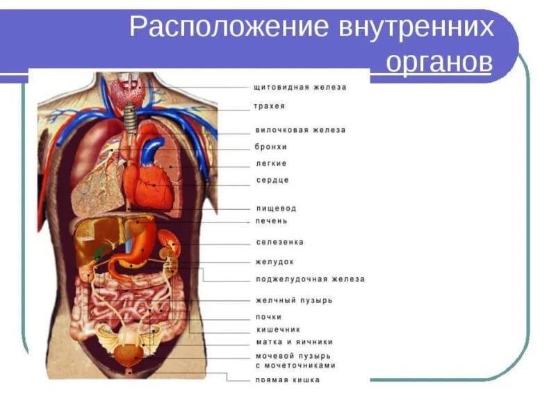 Анатомия человека в 40 картинках: внутренние органы #25