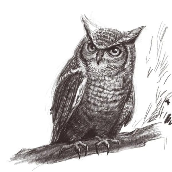 Как рисовать сову: 75 лучших рисунков карандашами и не только #38