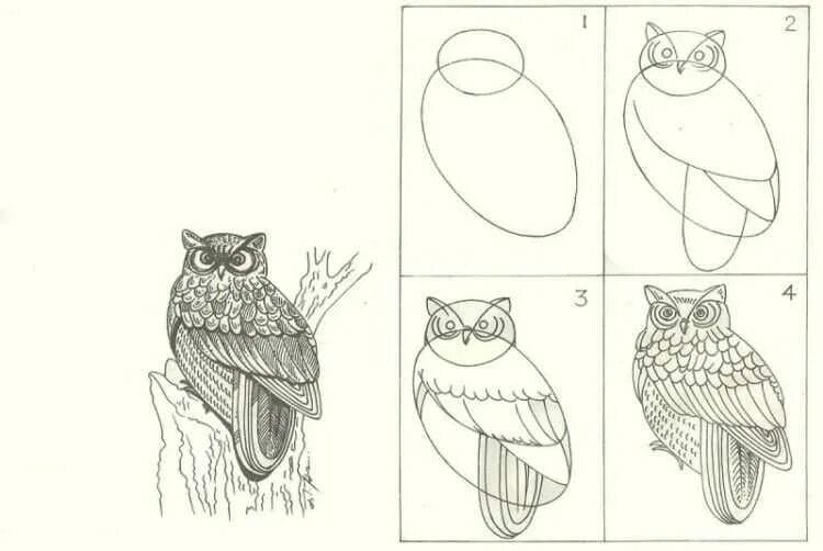 Как рисовать сову: 75 лучших рисунков карандашами и не только #50