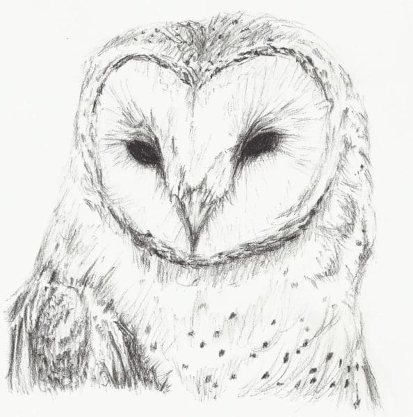 Как рисовать сову: 75 лучших рисунков карандашами и не только #61