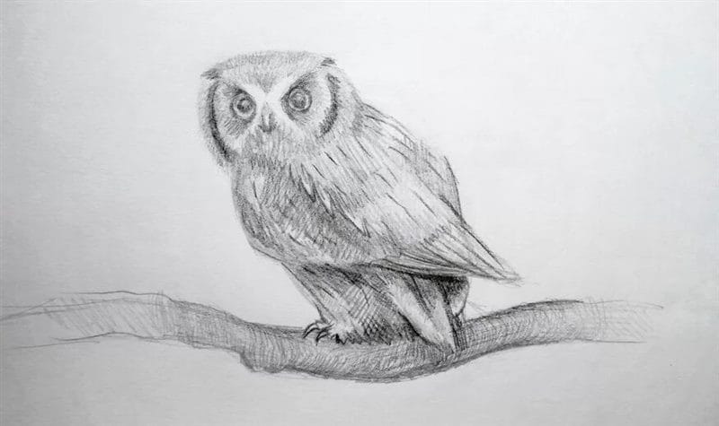 Как рисовать сову: 75 лучших рисунков карандашами и не только #60