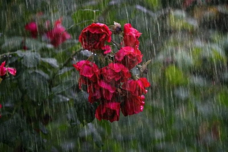 80 красивых фото дождя #80