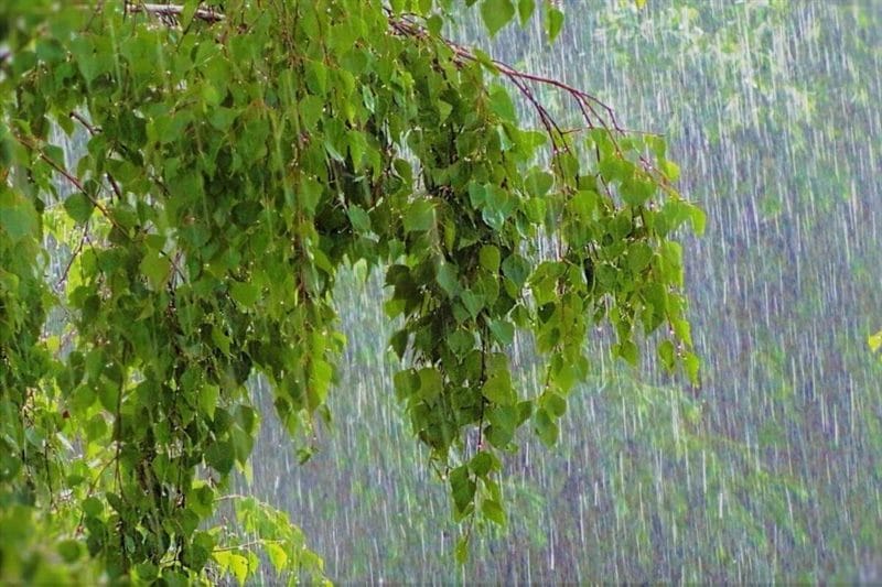 80 красивых фото дождя #59