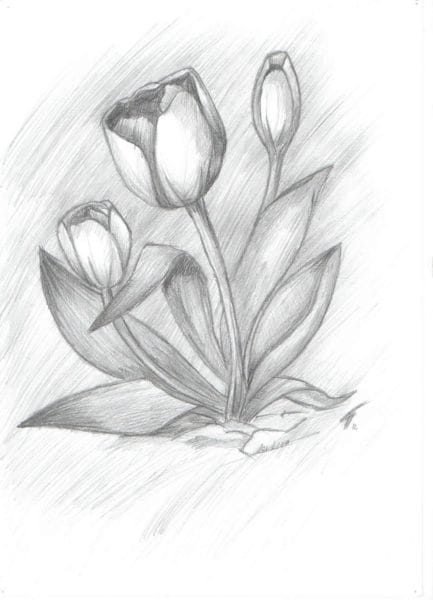 Картинки для срисовки: цветы