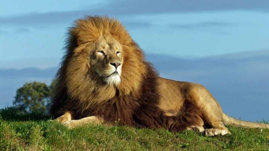 110 картинок со львами