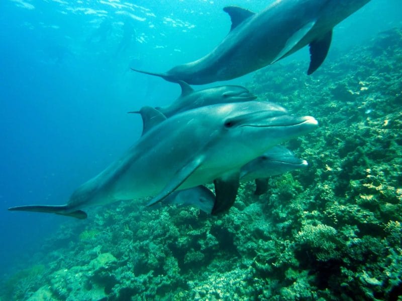 60 фото с дельфинами