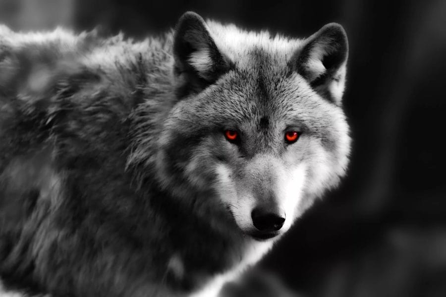 Волк: 75 аватарок для одиночек