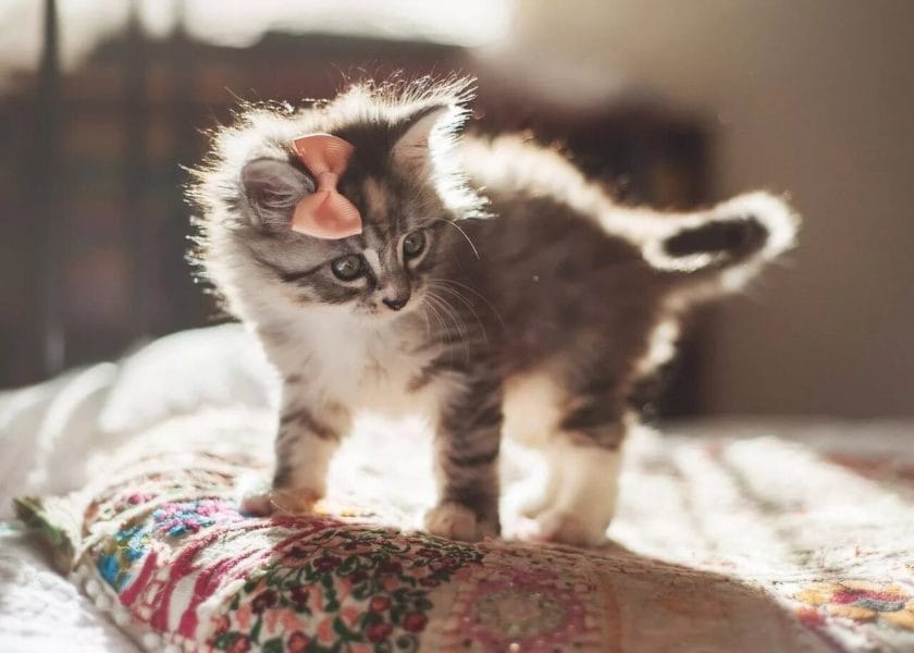 Самые милые маленькие котики: 200 фото