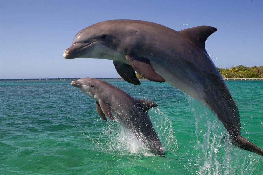 60 фото с дельфинами
