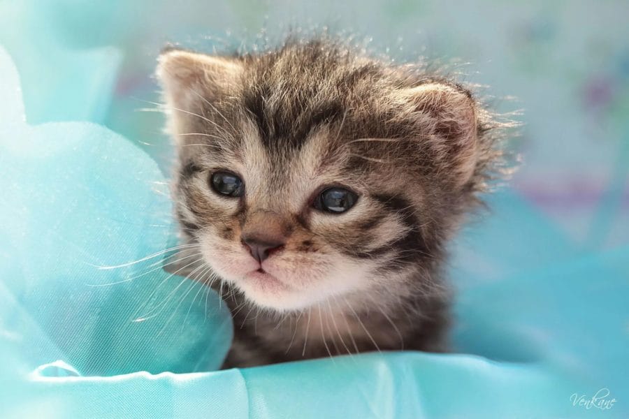 Самые милые маленькие котики: 200 фото