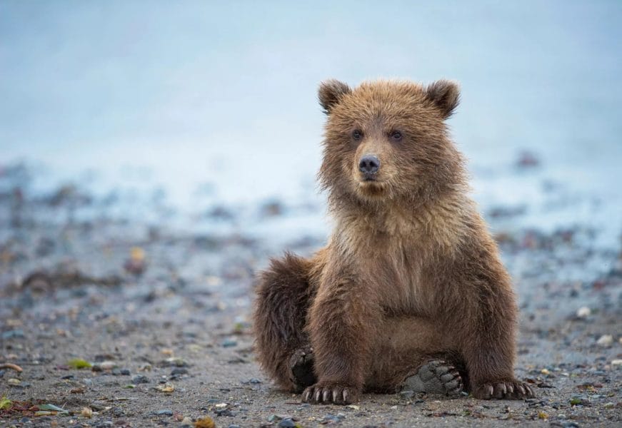 105 картинок с медведями