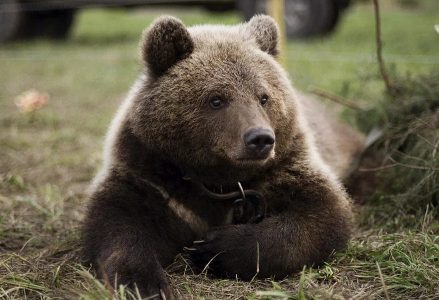 105 картинок с медведями