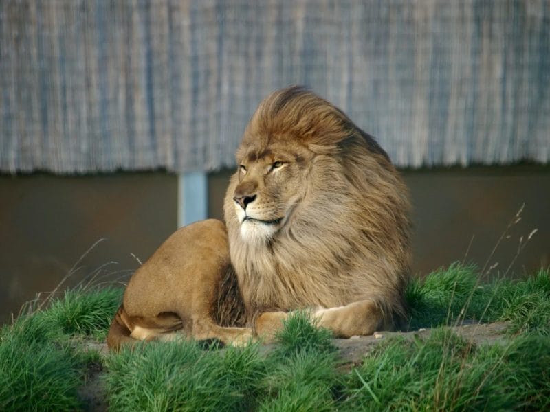 110 картинок со львами