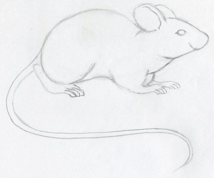50 рисунков мышей для детей