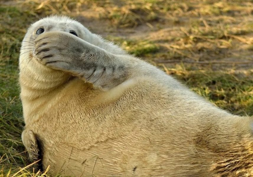 Самые смешные животные в мире: 120 веселых фото