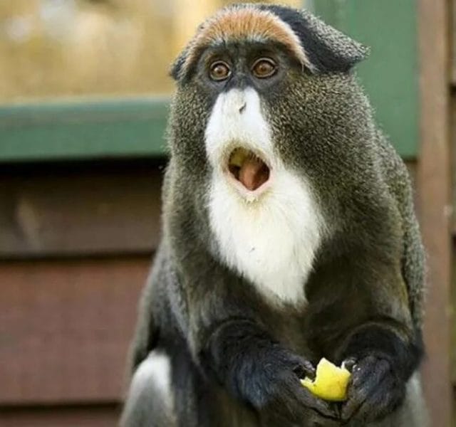 Самые смешные животные в мире: 120 веселых фото