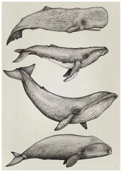 Как нарисовать кита: 90 рисунков для детей