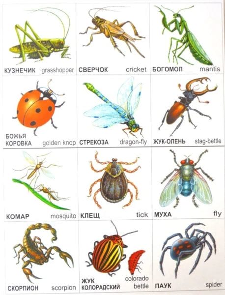90 детских картинок с насекомыми