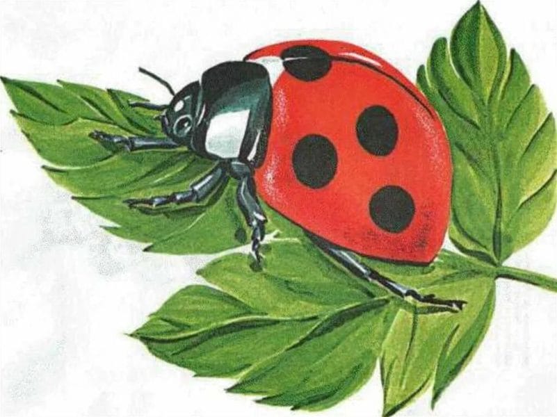 90 детских картинок с насекомыми