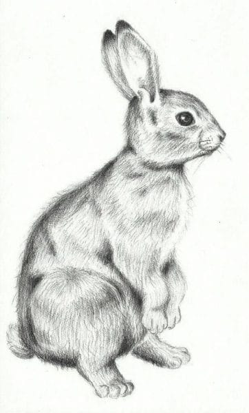Как нарисовать кролика: 90 красивых рисунков