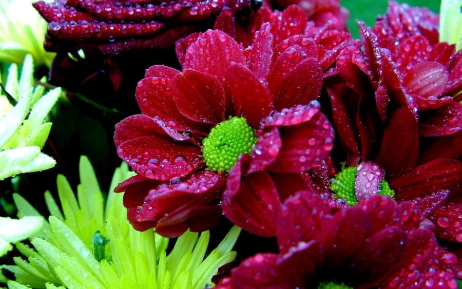 Красивые цветы: 170 фото высокого качества