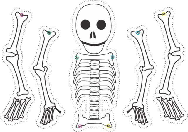Скелет, череп и кости