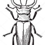 Шаблоны для жуков/тараканов