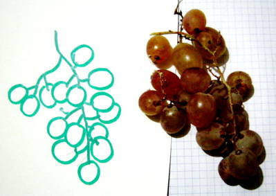 Рисунок винограда
