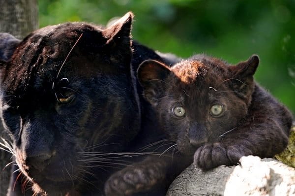 Классные картинки с черным ягуаром (22 фото) #1