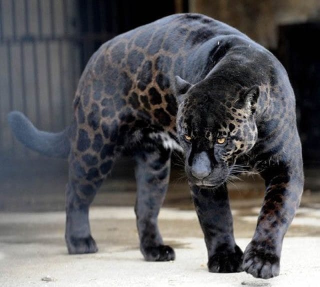 Классные картинки с черным ягуаром (22 фото) #3