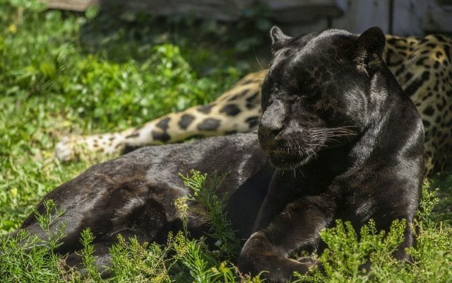 Классные картинки с черным ягуаром (22 фото) #13