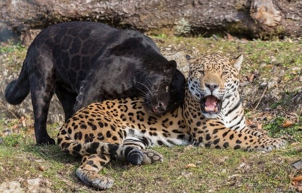 Классные картинки с черным ягуаром (22 фото) #4