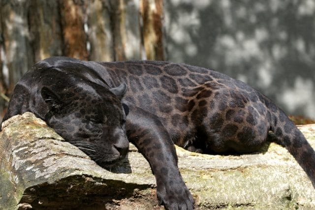 Классные картинки с черным ягуаром (22 фото) #11