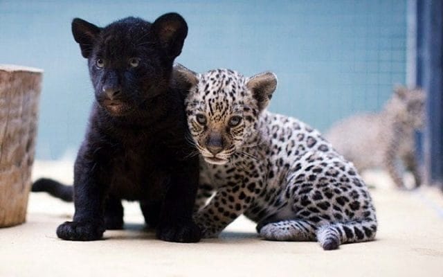 Классные картинки с черным ягуаром (22 фото) #20