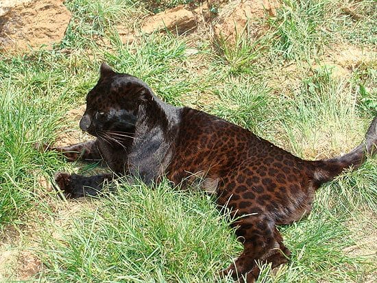 Классные картинки с черным ягуаром (22 фото) #12