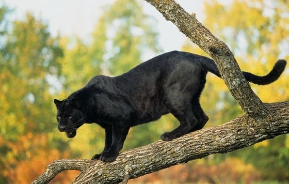 Классные картинки с черным ягуаром (22 фото) #9