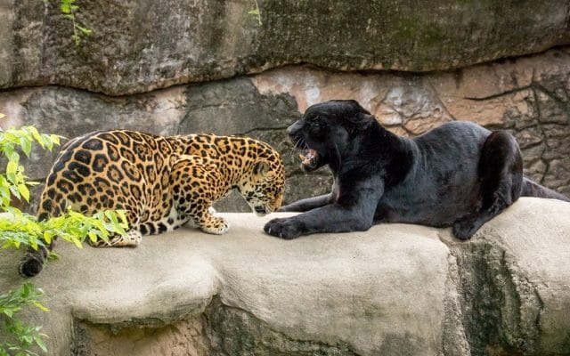 Классные картинки с черным ягуаром (22 фото) #17