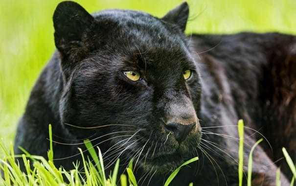 Классные картинки с черным ягуаром (22 фото) #10