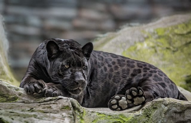 Классные картинки с черным ягуаром (22 фото) #15