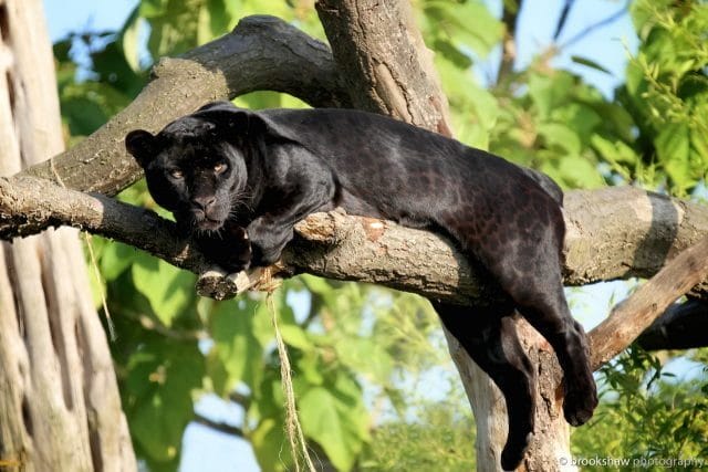 Классные картинки с черным ягуаром (22 фото) #19