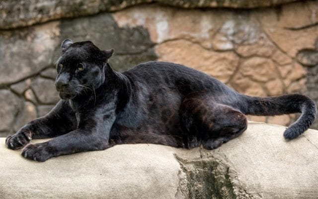 Классные картинки с черным ягуаром (22 фото) #18