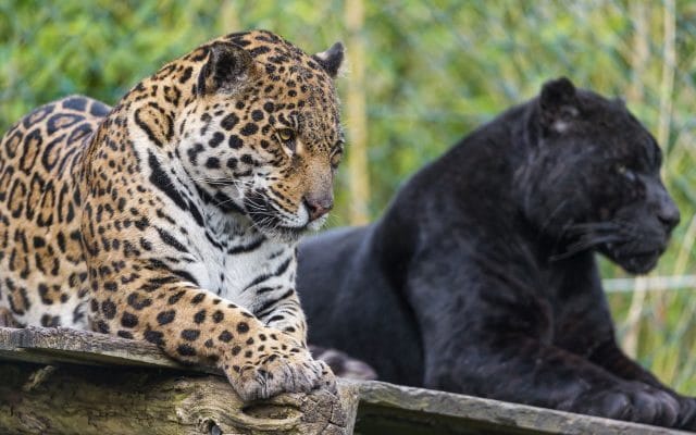 Классные картинки с черным ягуаром (22 фото) #14
