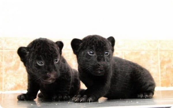 Классные картинки с черным ягуаром (22 фото) #22