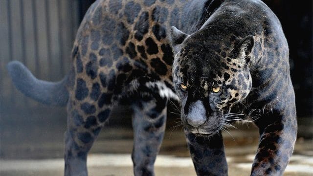 Классные картинки с черным ягуаром (22 фото) #21