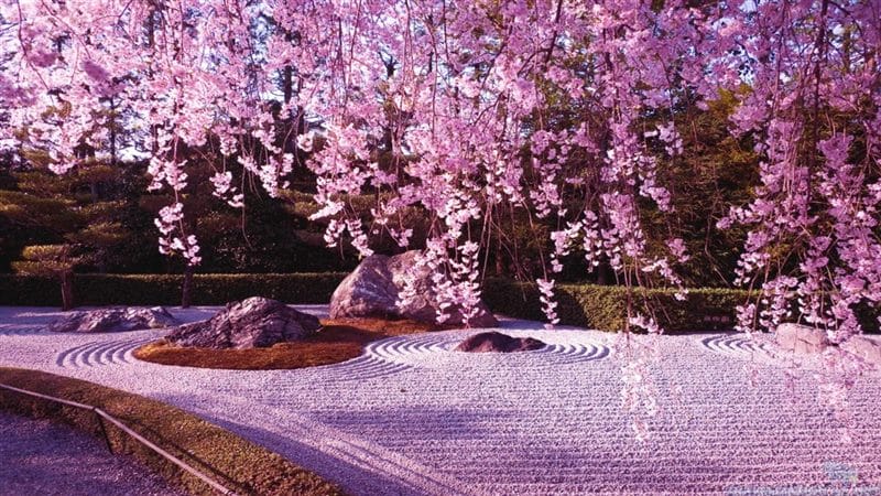 Сакура - красивые картинки (100 фото) #42
