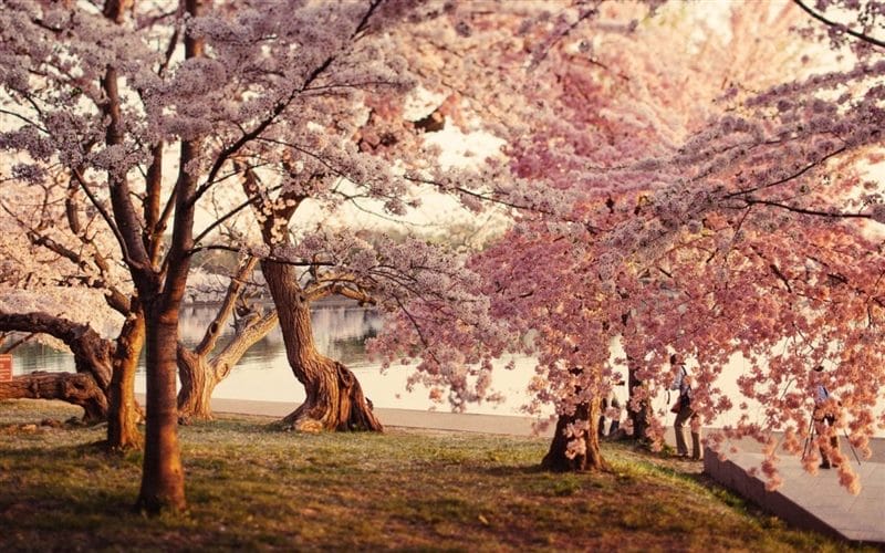 Сакура - красивые картинки (100 фото) #53