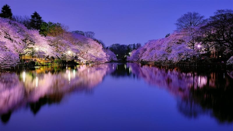 Сакура - красивые картинки (100 фото) #69