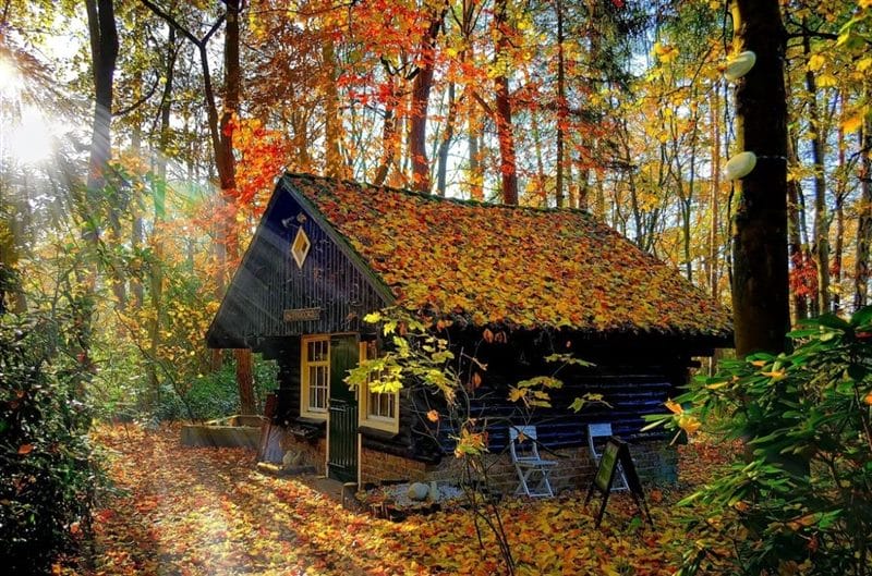 Картинки деревянных домов в лесу (100 фото) #24