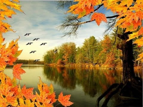Птицы осенью - красивые картинки (30 фото) #7