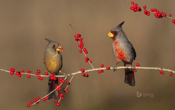 Птицы осенью - красивые картинки (30 фото) #10